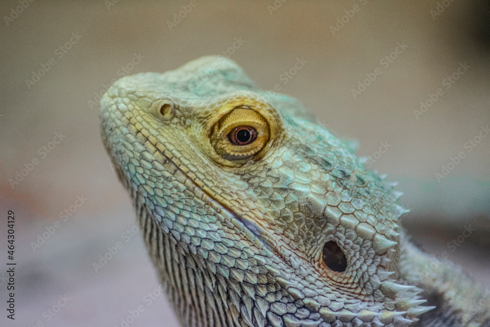 Pogona Lizard with the cientific name 