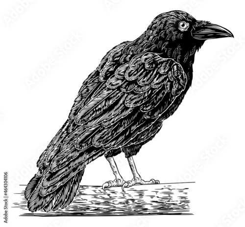 Crow Raven Corvus Bird Vintage Engraved Woodcut