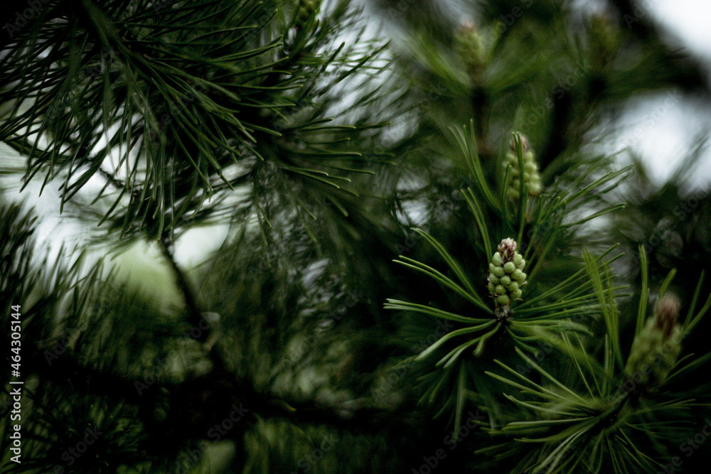 pine tree branches