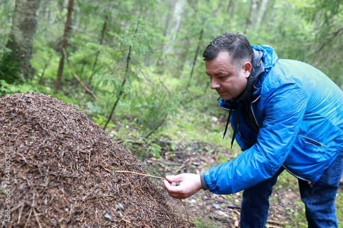 Man examines anthill in forest