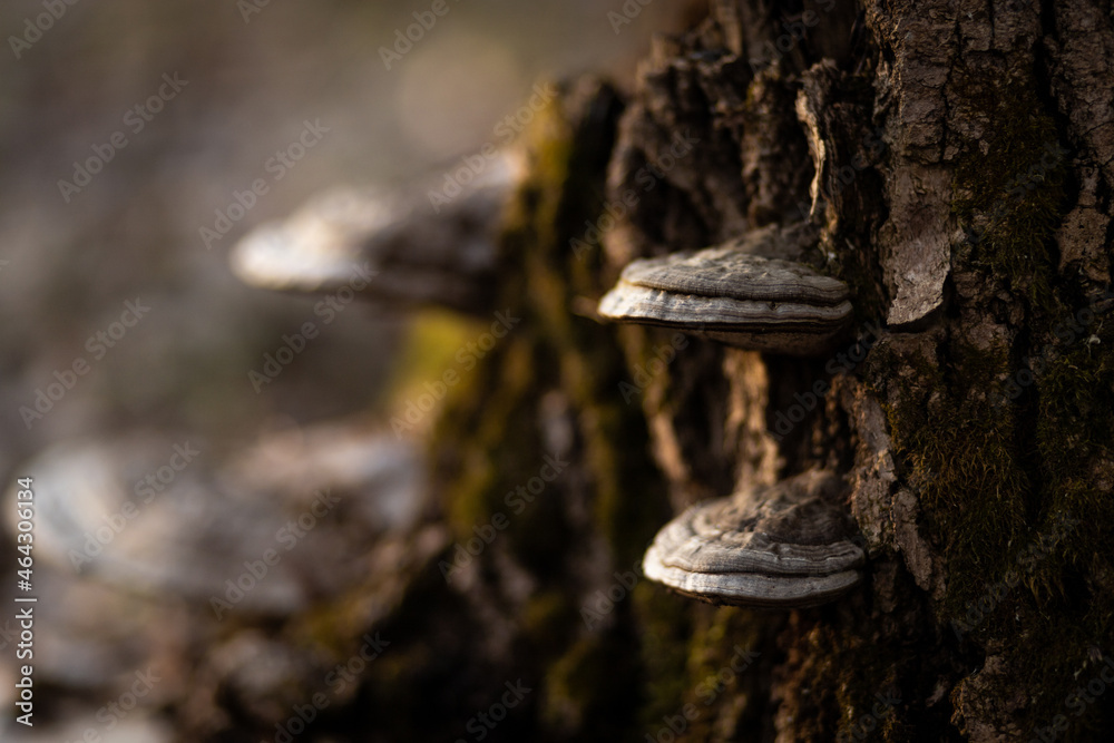 Fototapeta premium mushroom on a tree