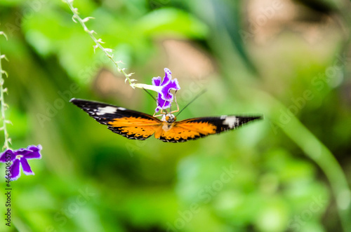 Beautiful female butterfly Hypolimnas Missippus on green leaves in the garden photo