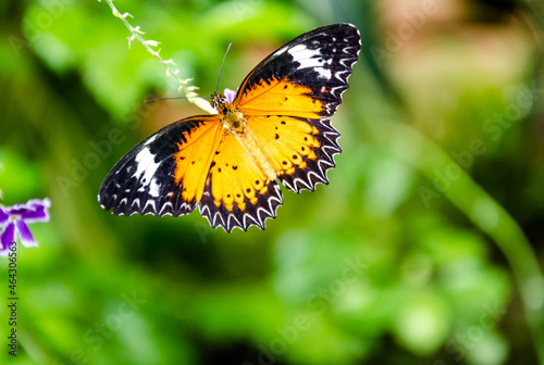 Beautiful female butterfly Hypolimnas Missippus on green leaves in the garden