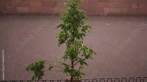 a tree with green leaves sways under a heavy downpour with large drops of rain