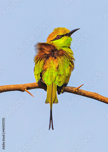 Green Bee Eater looking high
