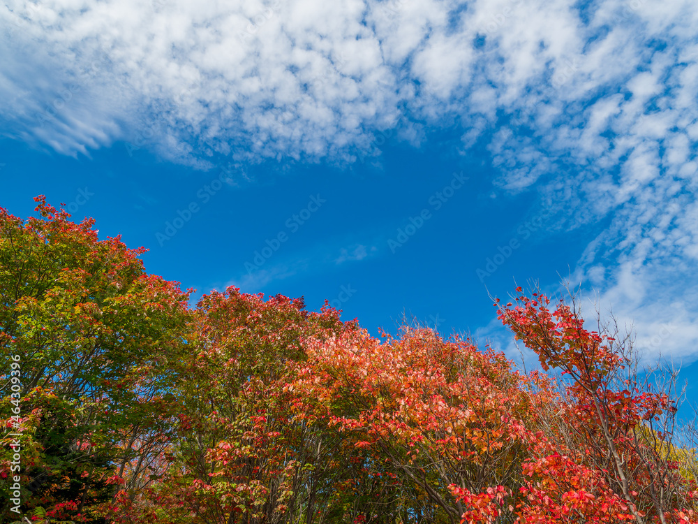 Vibrant fall foliage tree against beautiful sky Vibrant fall foliage tree against beautiful sky