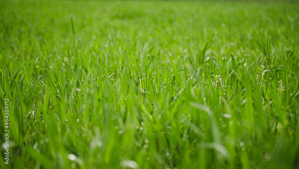 Green grass background in field Green grass background in field