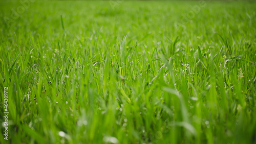 Green grass background in field (ID: 464309712)