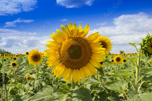 sunflower field with sky