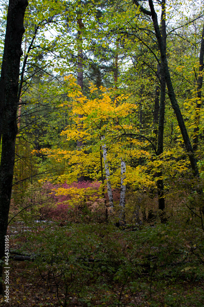 forest in autumn forest in autumn