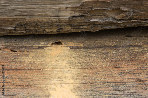 Full frame of dry wood piece with a hole hollowed out by bark beetle