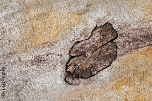 Картината върху платно The texture of an old weathered piece of wood with a big knot