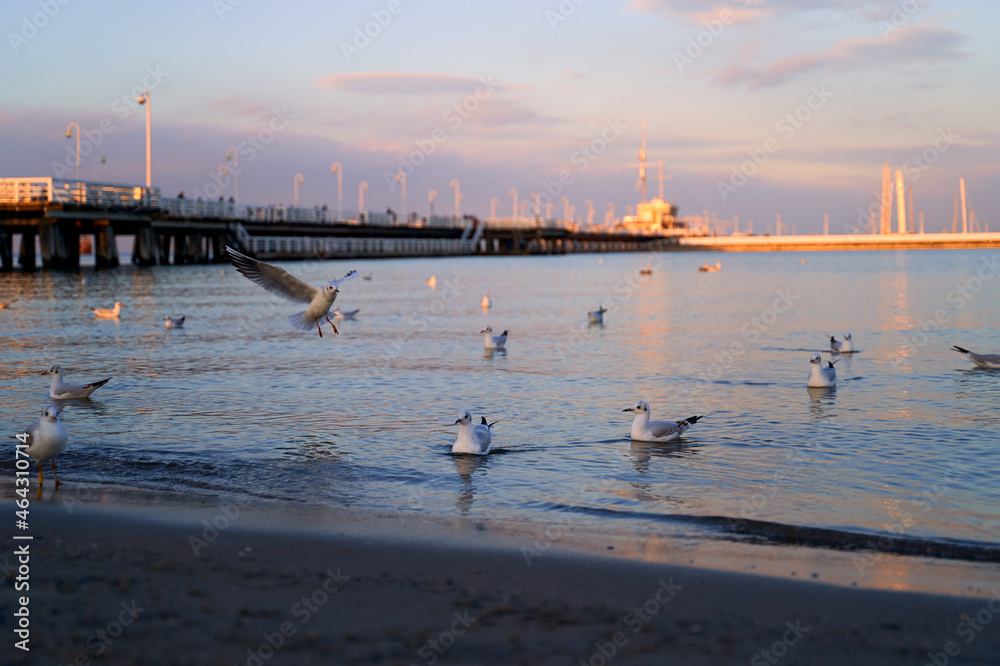 Seagulls on Sopot Pier background at dusk