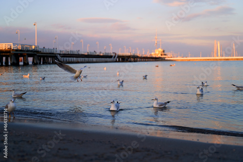 Obraz na płótnie Seagulls on Sopot Pier background at dusk w salonie