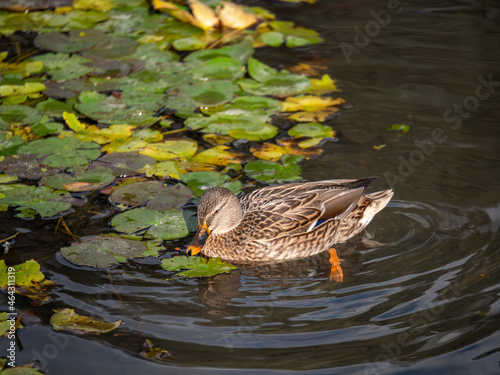 Canard au parc de la Tête d'or à Lyon
