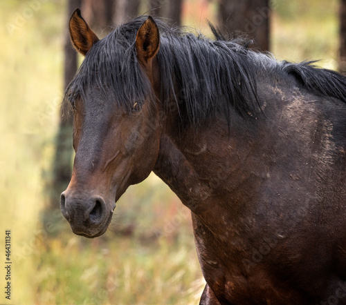Wild horses grazing in the forest in Northern Arizona