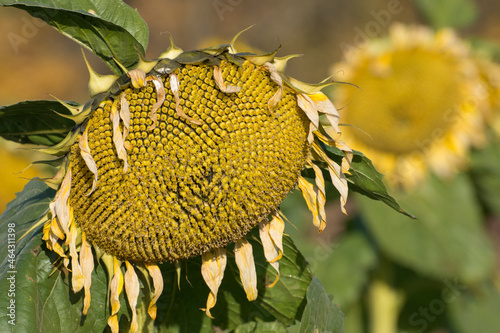 The sunflowers are ripen in the field. Sunflower head with seeds.