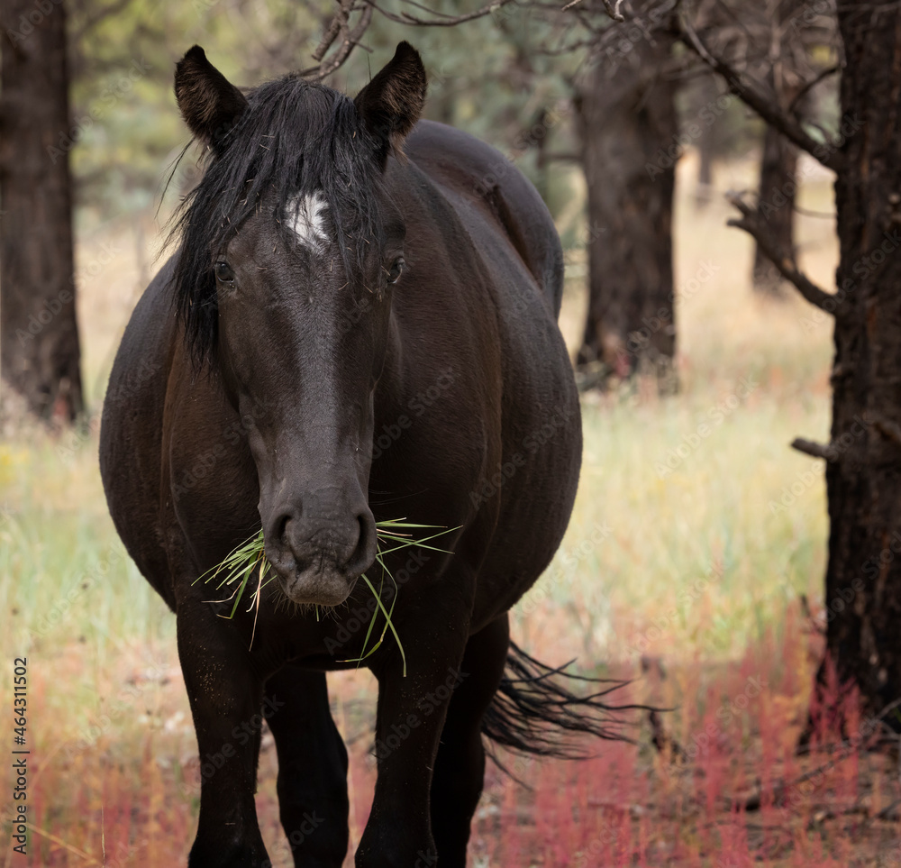Obraz premium Wild horses grazing in the forest in Northern Arizona