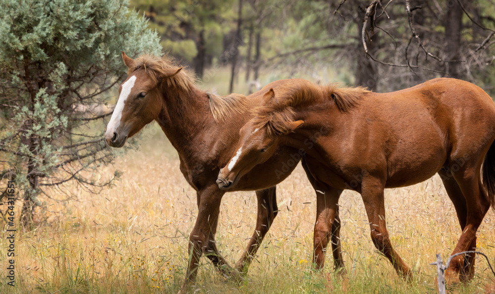 Wild horses grazing in the forest in Northern Arizona Wild horses grazing in the forest in Northern Arizona