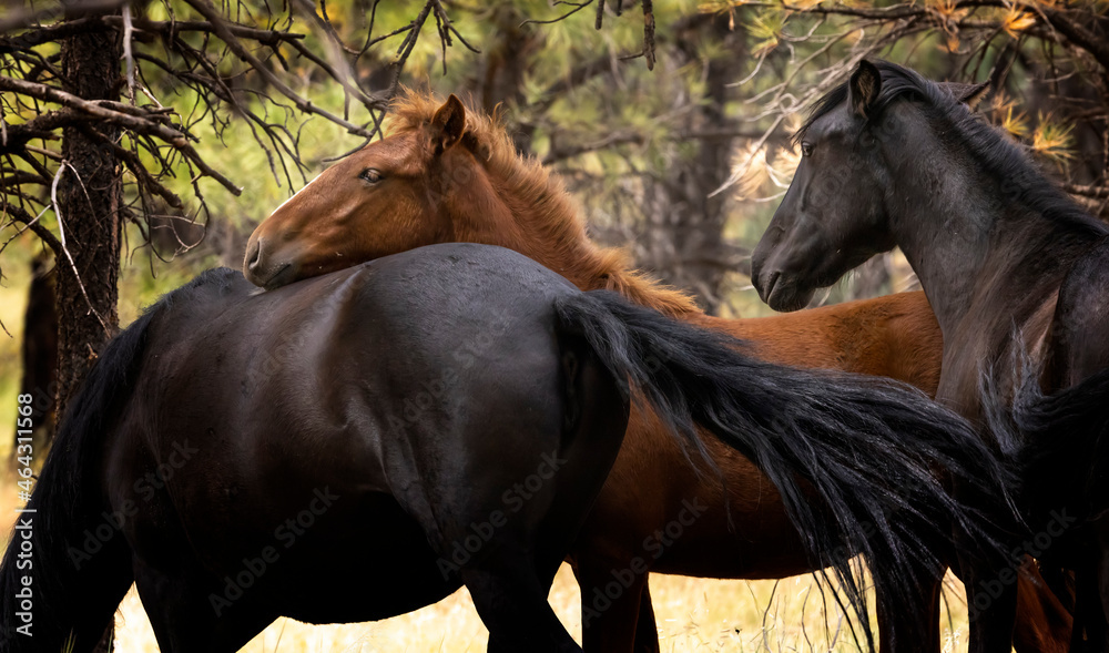 Obraz premium Wild horses grazing in the forest in Northern Arizona