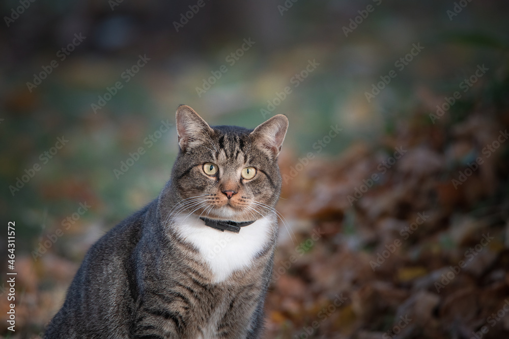 Portrait of a surprised big gray cat in an autumn park with a highly blurred background, close-up.