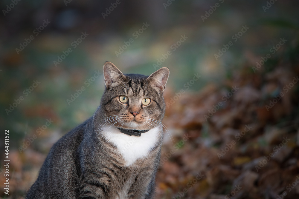 Obraz premium Portrait of a surprised big gray cat in an autumn park with a highly blurred background, close-up.