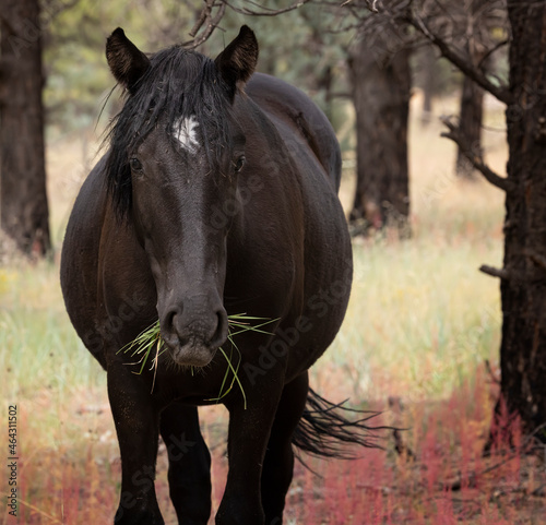Wild horses grazing in the forest in Northern Arizona