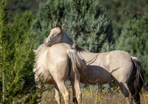 Wild horses grazing in the forest in Northern Arizona