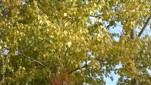 Autumn background - branches with yellow leaves among sky