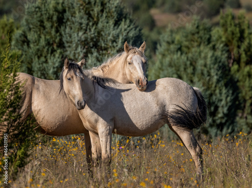 Wild horses grazing in the forest in Northern Arizona © Carol