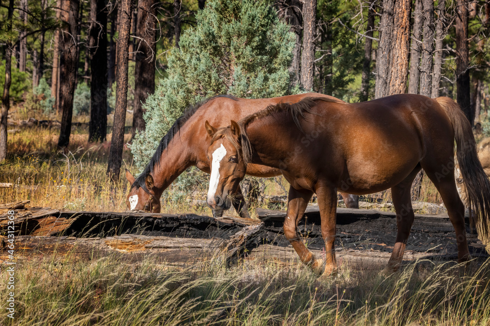 Wild horses grazing in the forest in Northern Arizona Wild horses grazing in the forest in Northern Arizona