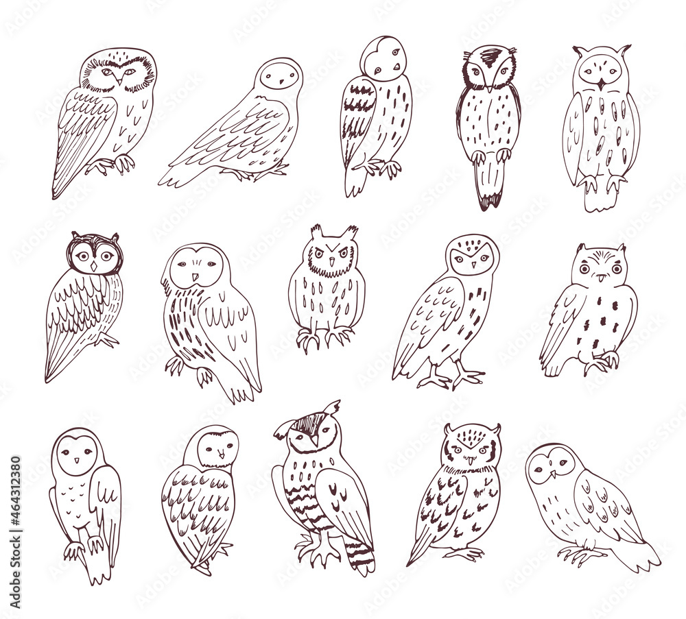 Owls birds wildlife animals vector illustrations set