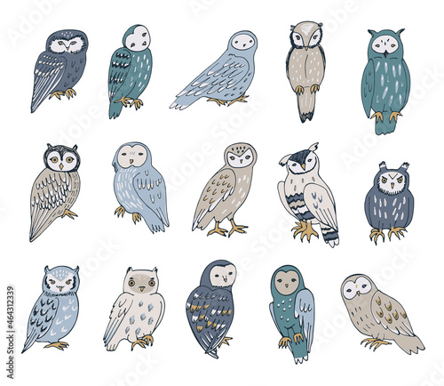 Owls birds wildlife animals vector illustrations set
