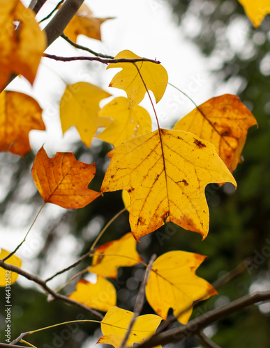 Yellow leaves of a Tulip tree (Liriodendron tulipifera) in the autumn. Golden foliage of a Whitewood.