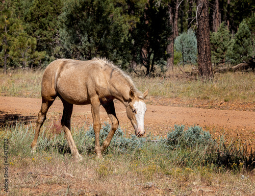 Wild horses grazing in the forest in Northern Arizona