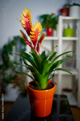 Potted Vriesea Bromelia Standard flower in full bloom standing in front of a flower stand photo