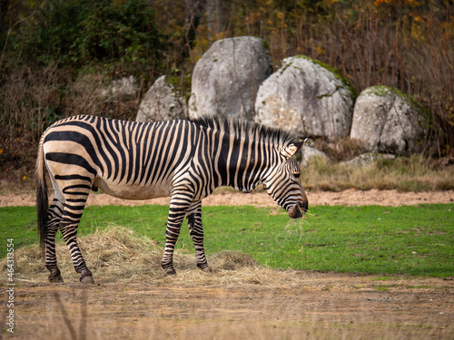 Zèbre au parc de la tête d'or à Lyon.