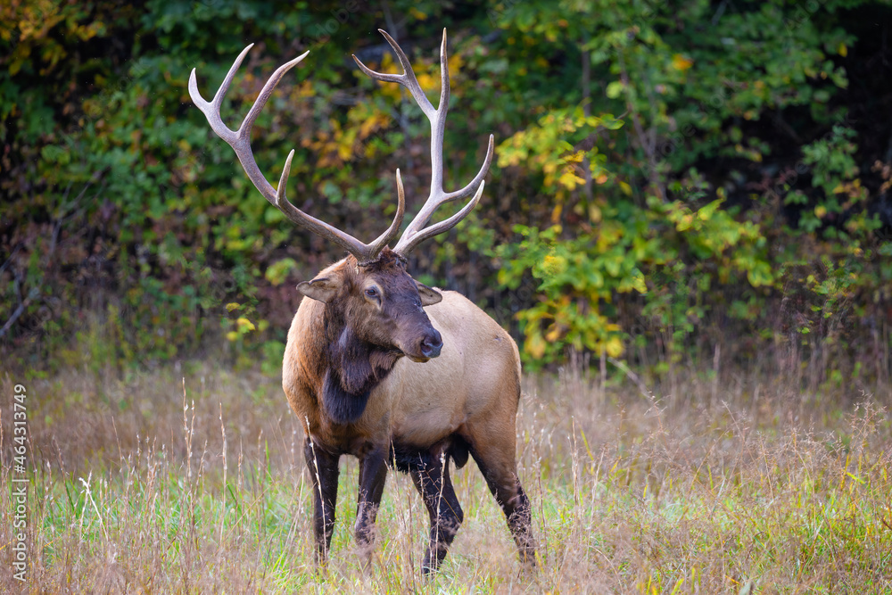 Cataloochee Valley in the Smoky Mountains, North Carolina, Cataloochee Valley in the Smoky Mountains, North Carolina,