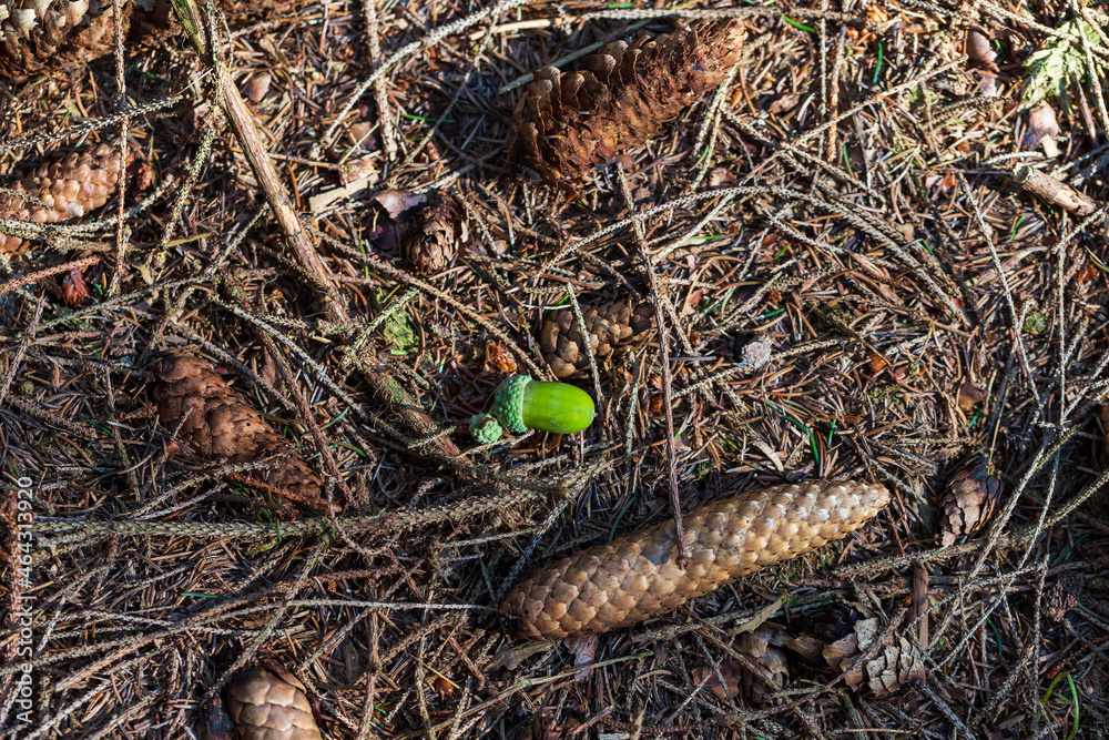 A green acorn in a cup lies in the woods on the needles. Next to the acorn is a pine cone.