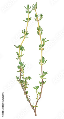 Fresh thyme spice isolated on a white background  top view. Twig of thyme.