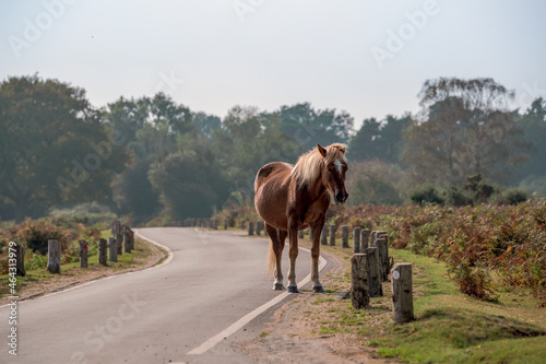 wild horse standing on a road in New Forest
