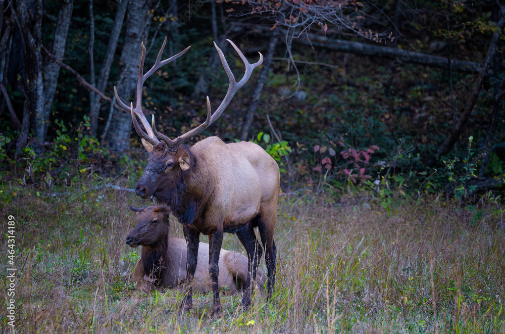 Fototapeta premium Cataloochee Valley in the Smoky Mountains, North Carolina,