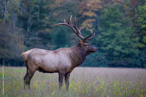 Cataloochee Valley in the Smoky Mountains, North Carolina, photo