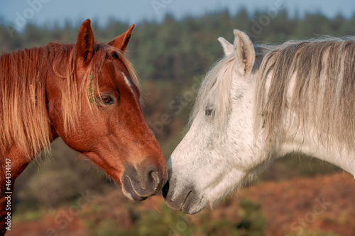two wild horses greeting each other in New Forest © Aaron & Wera