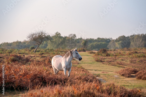 wild white stallion standing in a meadow in new forest