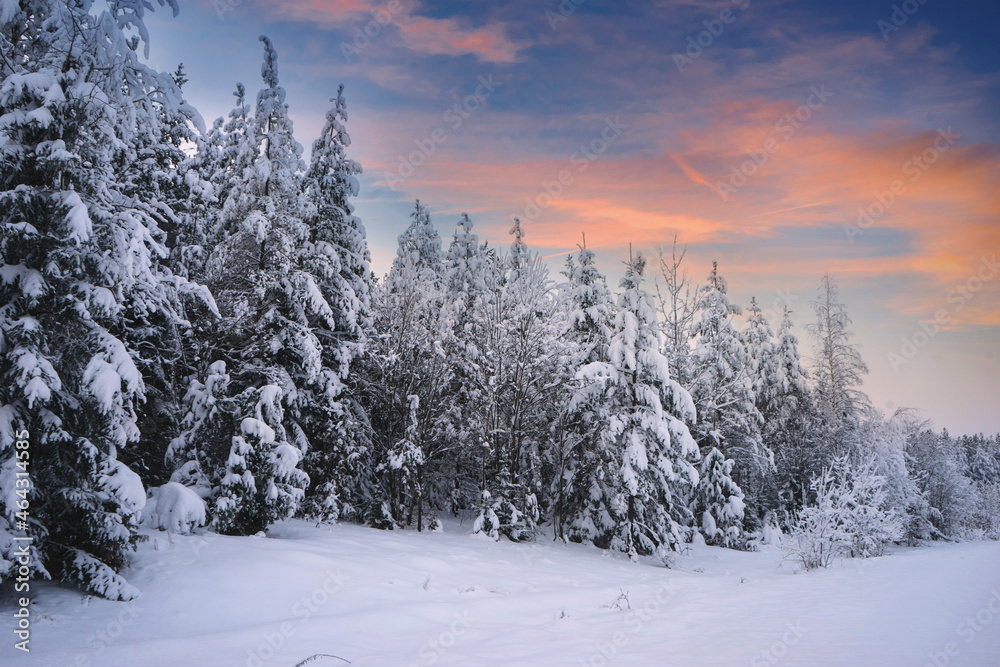 Fototapeta premium Winter forest at dawn. Deep snow in the forest
