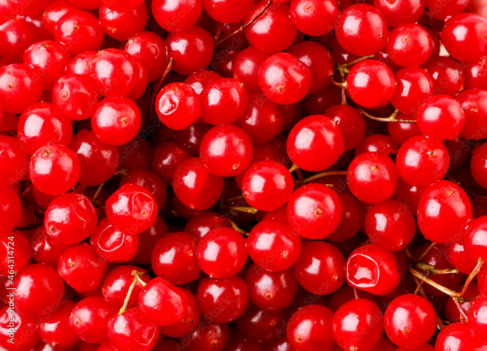 Red berries of viburnum background. The view from top Red berries of viburnum background. The view from top