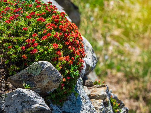 Beautiful floral natural background with red flowers Rhodiola rosea (snowdon rose) close up on a background of rocks in the mountains. photo