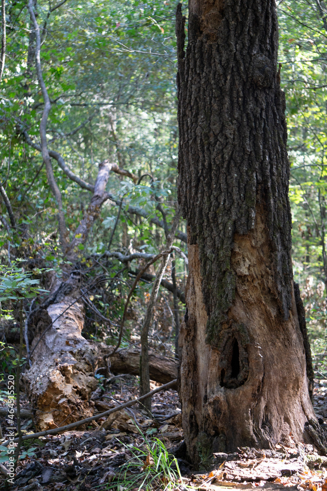 tree in the forest. Single tree with large hollow. tree in the forest. Single tree with large hollow.