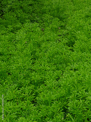 Dense undergrowth of fresh green bedstraw (Galium)